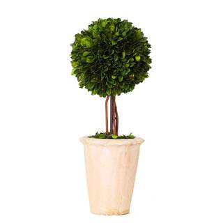 Real Preserved Boxwood Evergreen Globe Tree Topiary in Terracotta Planter Green Plant for…