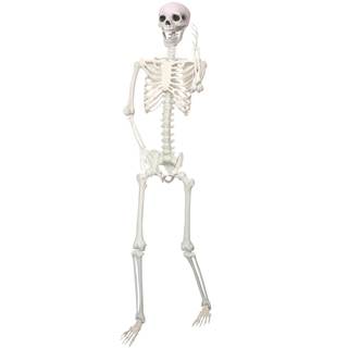 5.9Ft/180cm Giant Skeleton Poseable Skeleton Realistic Full Body Bones for Halloween…